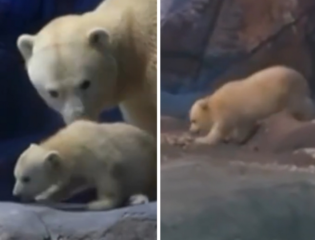 Ursa Polar (foto Reprodução Redes Sociais) 1