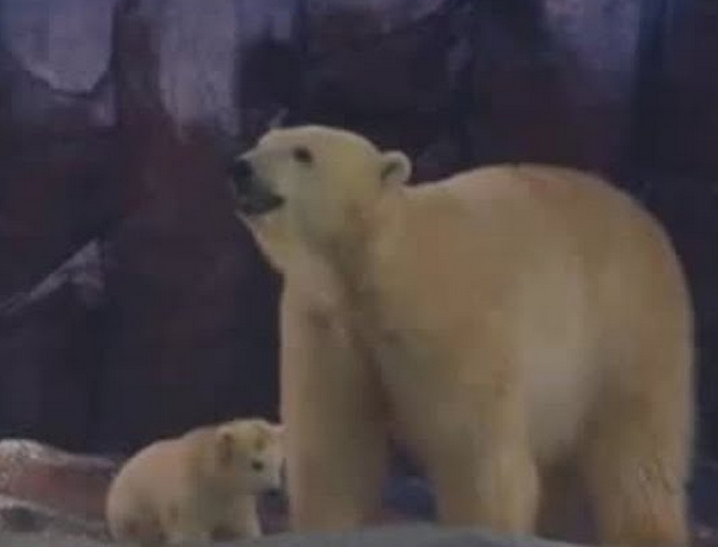 Ursa Polar (foto Reprodução Redes Sociais) 2