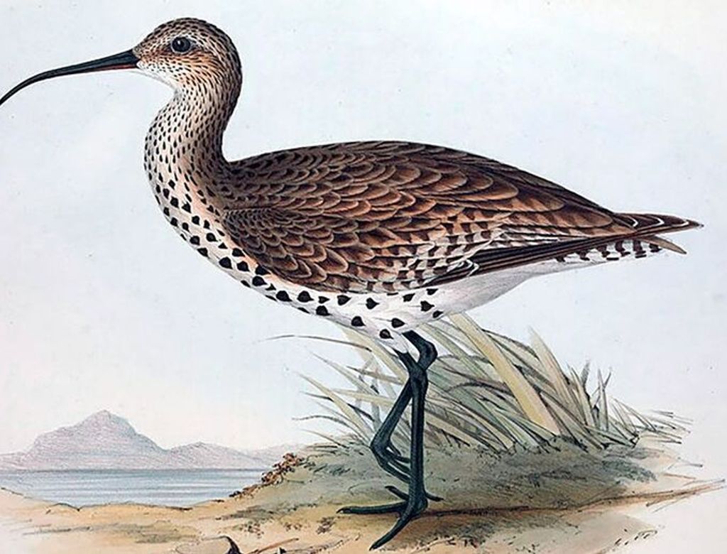 Especie De Macarico De Bico Fino E Considerada Mundialmente Extinta(1)