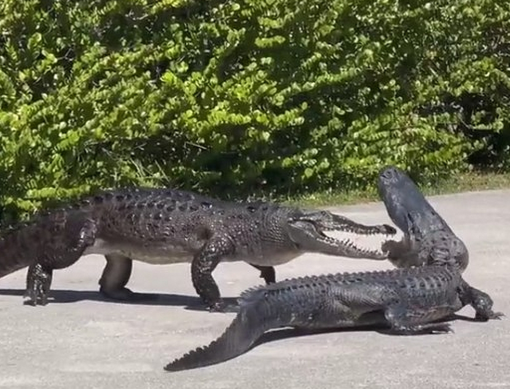 Animais (foto Reprodução Redes Sociais) 1