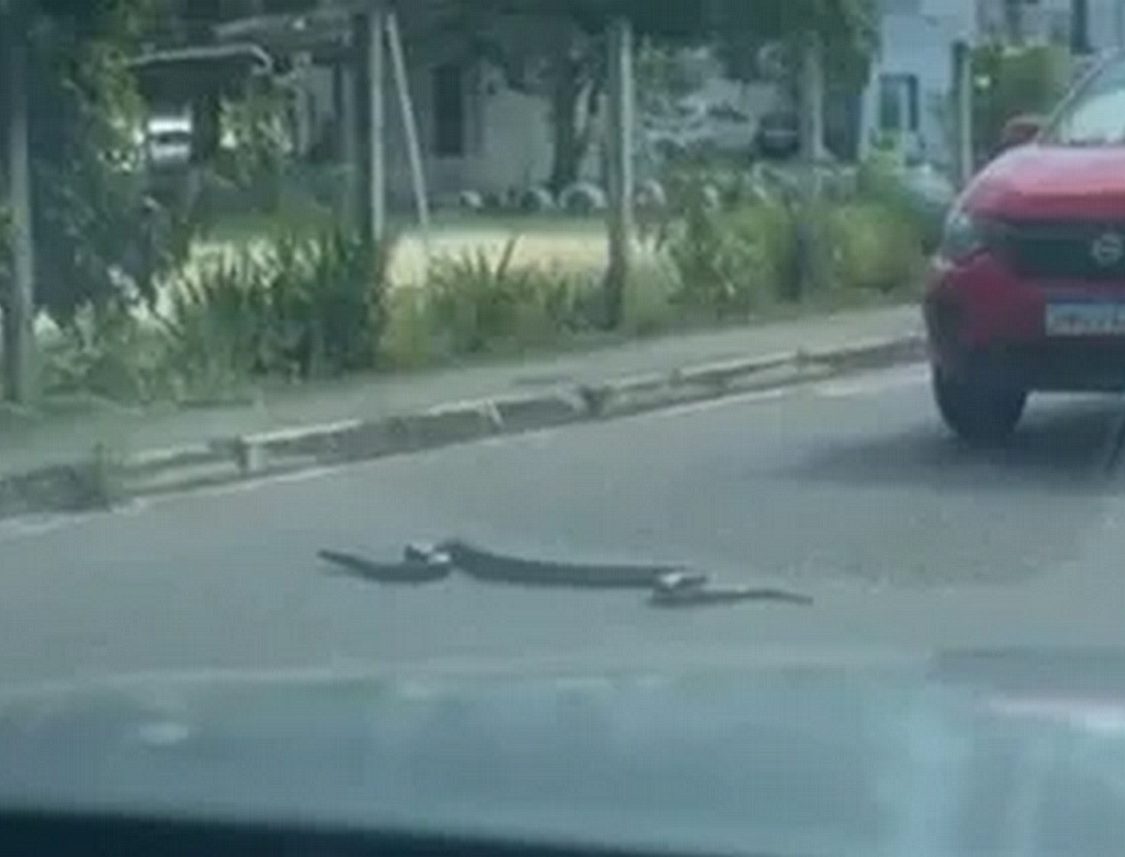 Animais (foto Reprodução Redes Sociais) 2
