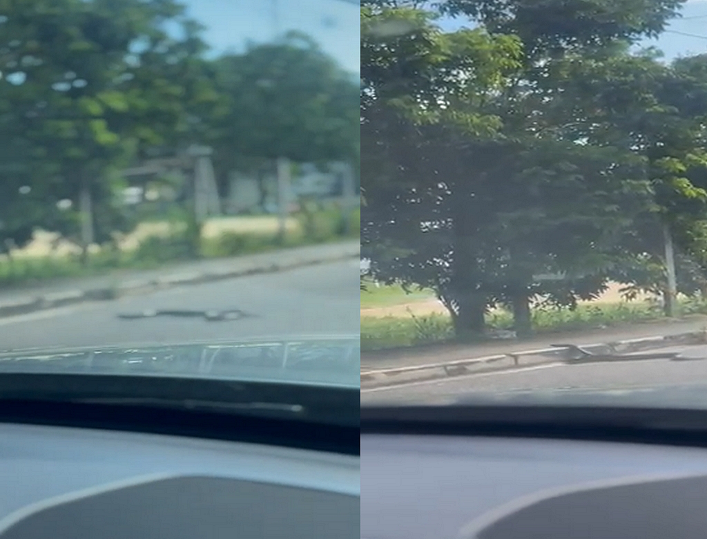 Animais (foto Reprodução Redes Sociais) 3