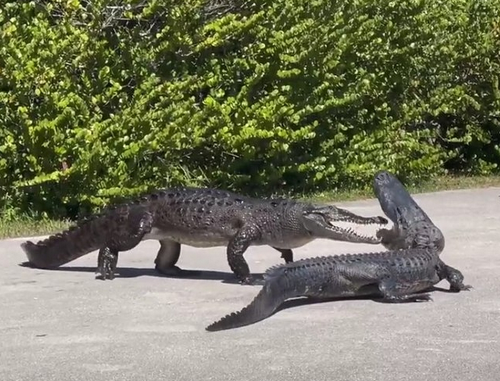Animais (foto Reprodução Redes Sociais)