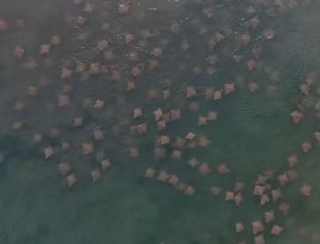 Arraia (foto Reprodução Redes Sociais) 1