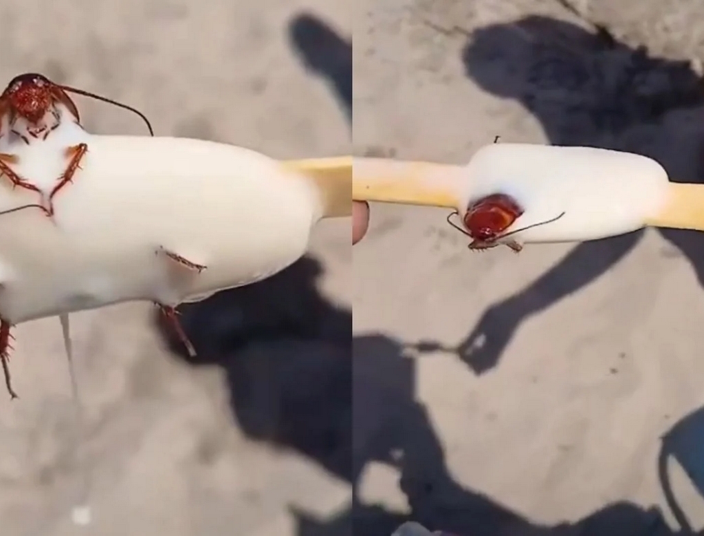 Barata (foto Reprodução Redes Sociais) 1