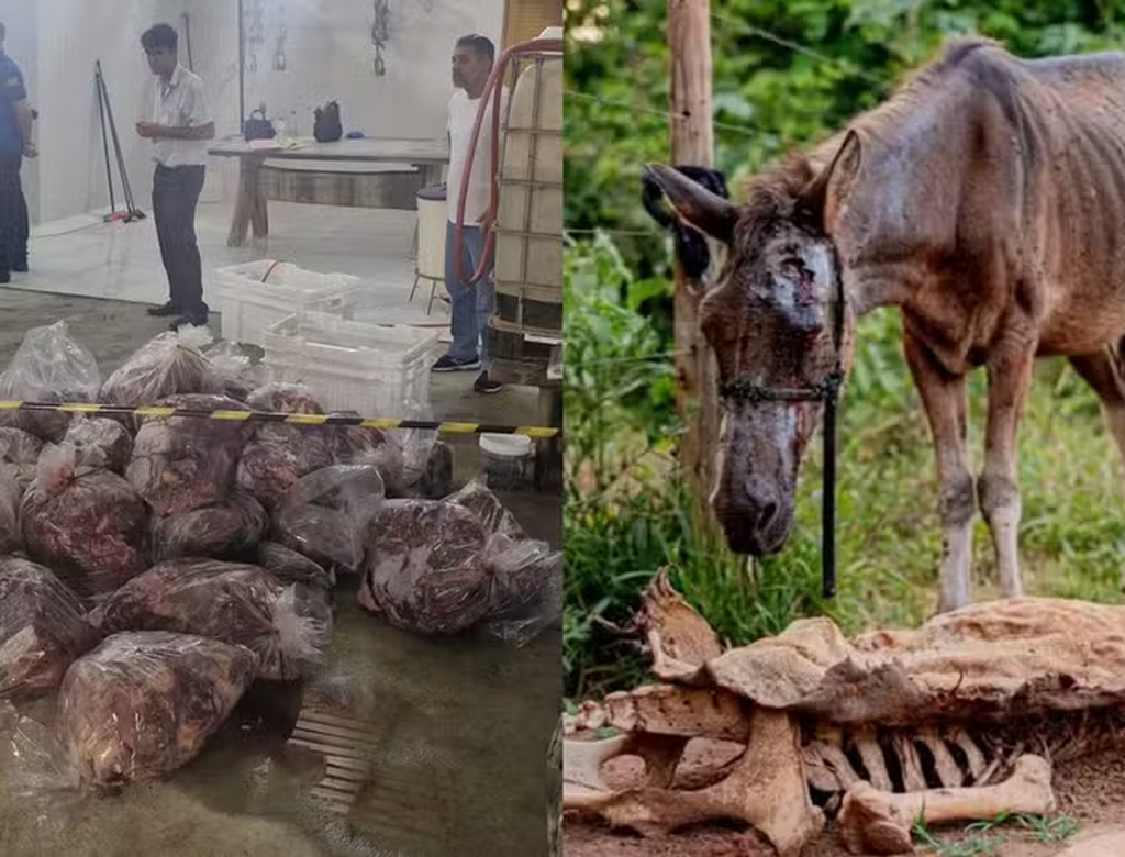 Cavalo (foto Reprodução Redes Sociais) 1