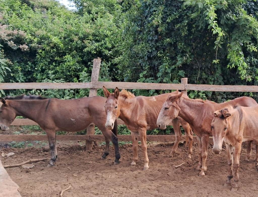 Cavalo (foto Reprodução Redes Sociais) 2