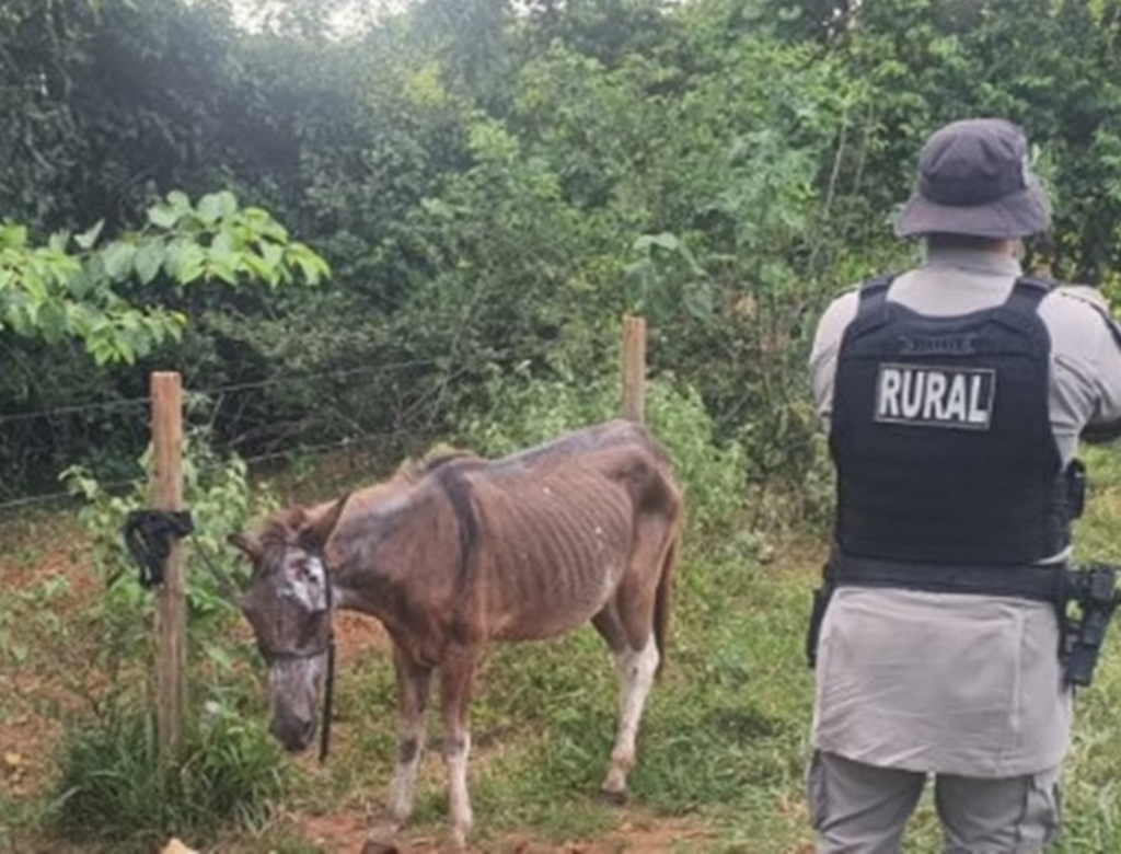 Cavalo (foto Reprodução Redes Sociais) 3