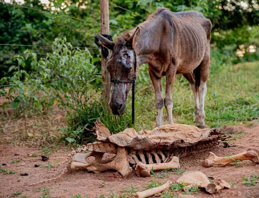 Cavalo (foto Reprodução Redes Sociais)