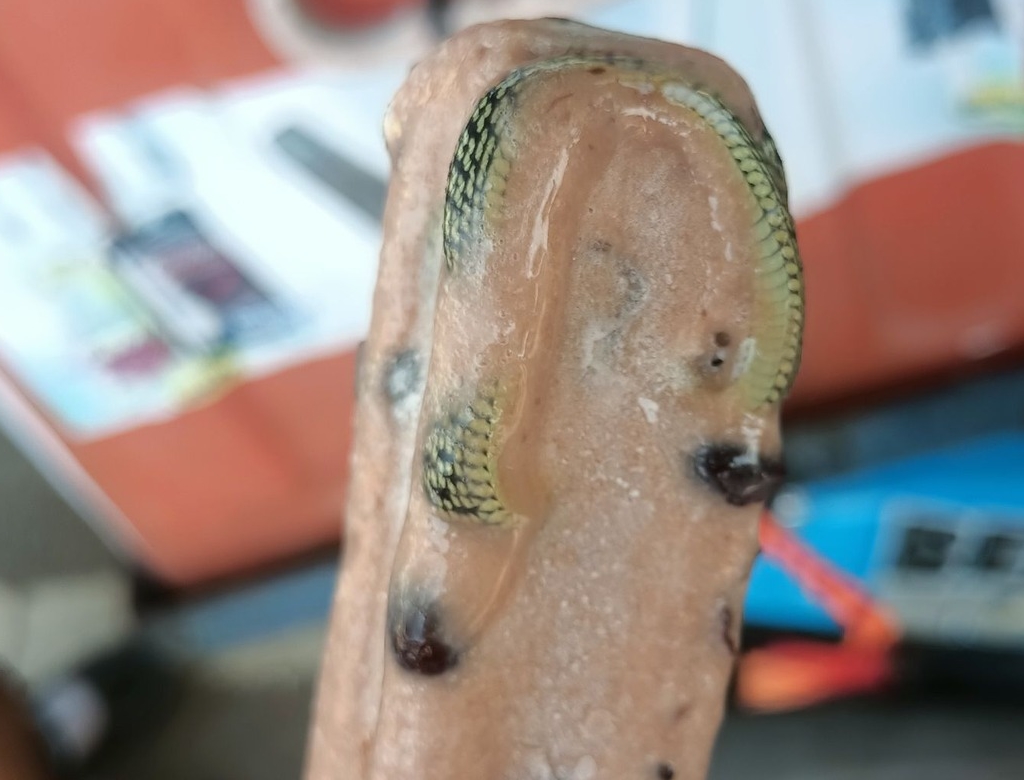 Cobra (foto Reprodução Redes Sociais) 0