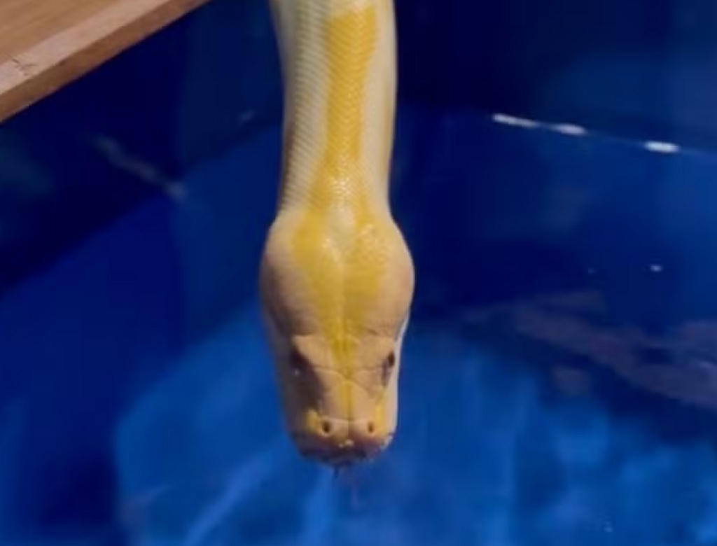 Cobra (foto Reprodução Redes Sociais) 1