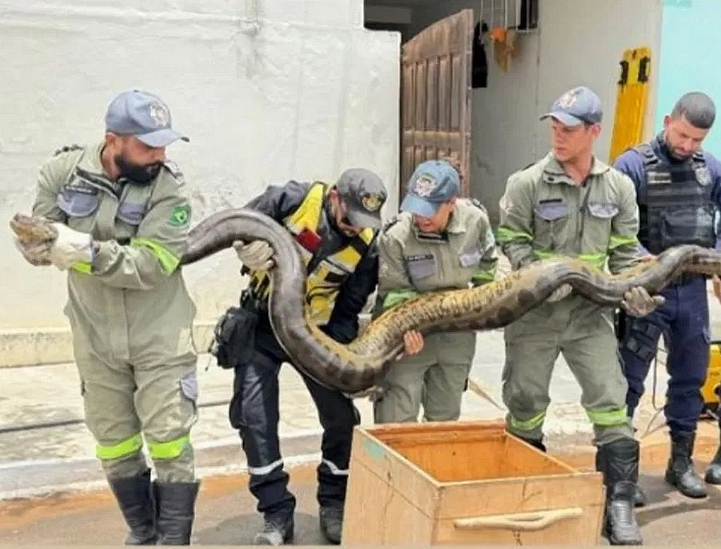 Cobra (foto Reprodução Redes Sociais) 1