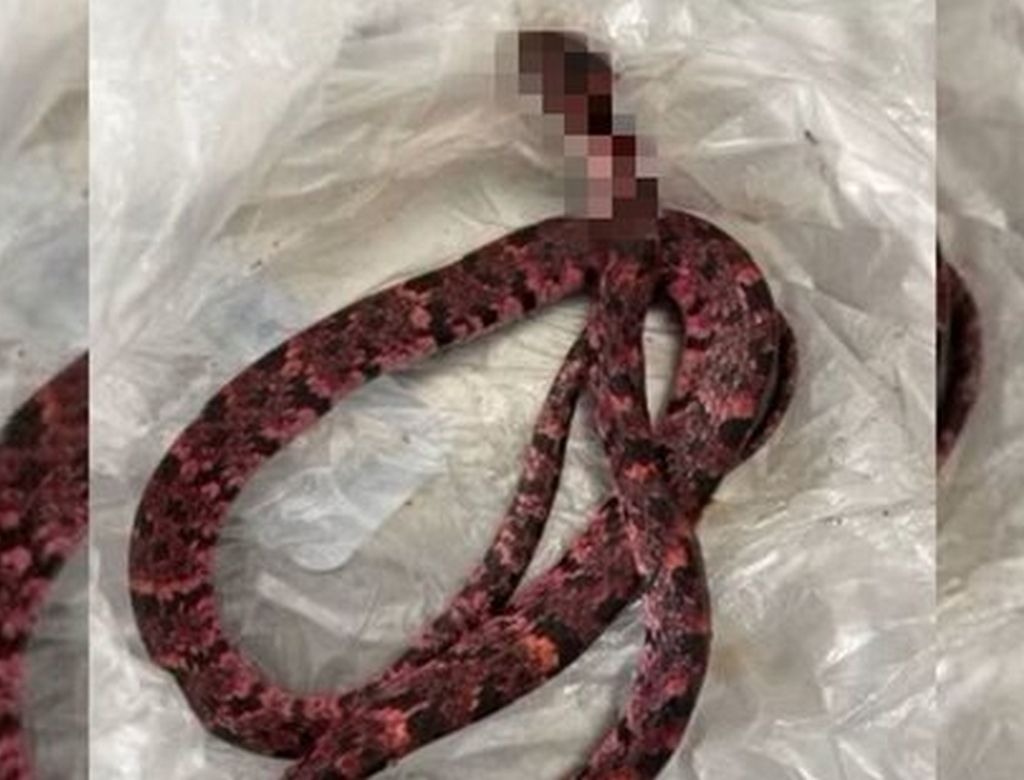 Cobra (foto Reprodução Redes Sociais) 1