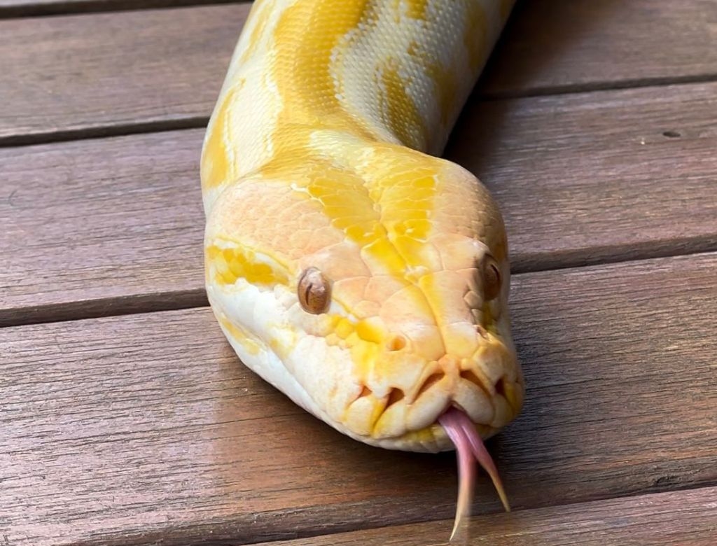 Cobra (foto Reprodução Redes Sociais) 2