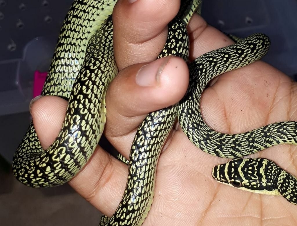Cobra (foto Reprodução Redes Sociais) 2