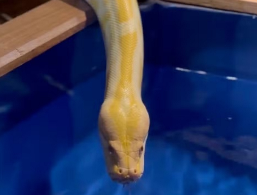 Cobra (foto Reprodução Redes Sociais) 3