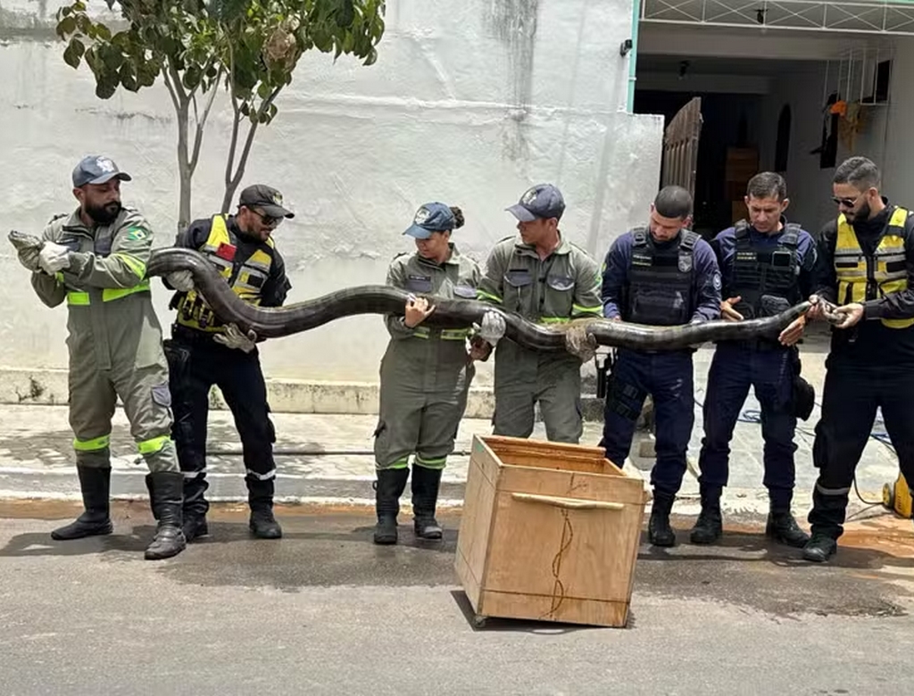 Cobra (foto Reprodução Redes Sociais)