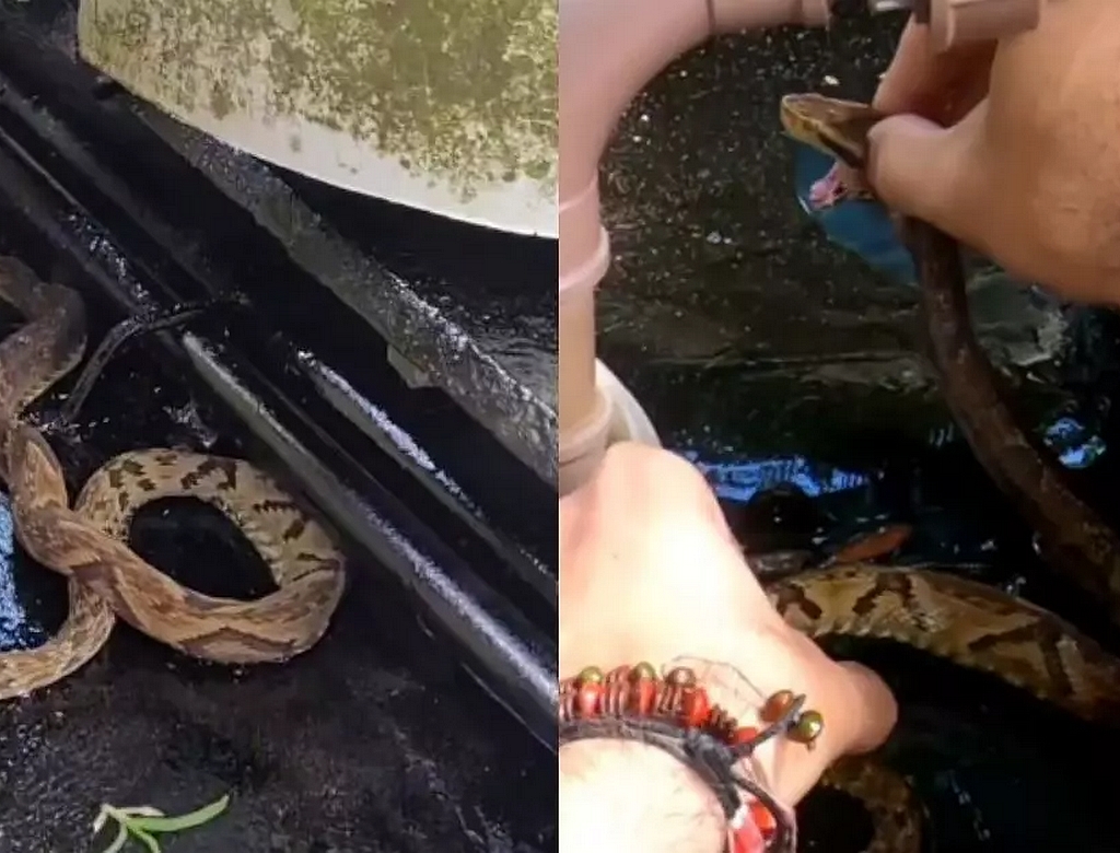 Cobra (foto Reprodução Redes Sociais)