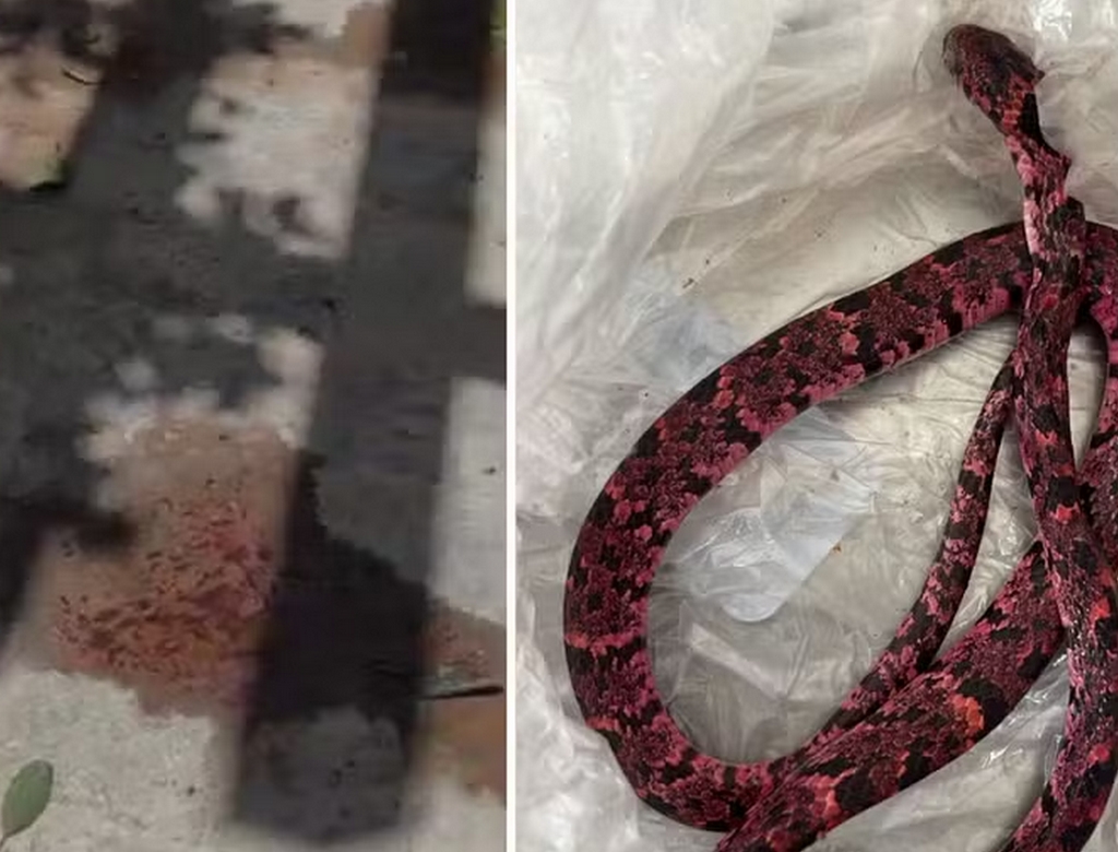 Cobra (foto Reprodução Redes Sociais)