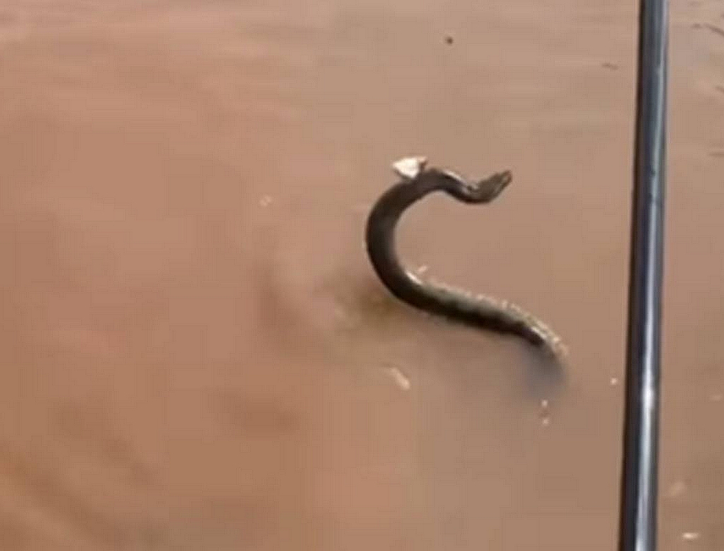 Cobra (foto Reprodução Redes Sociais) 1