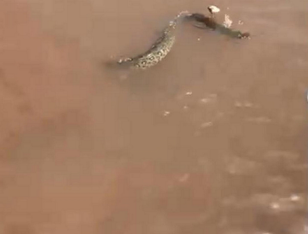 Cobra (foto Reprodução Redes Sociais) 2