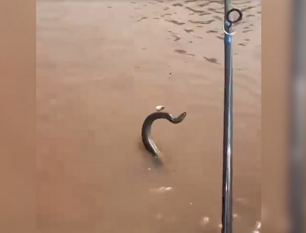 Cobra (foto Reprodução Redes Sociais) 3