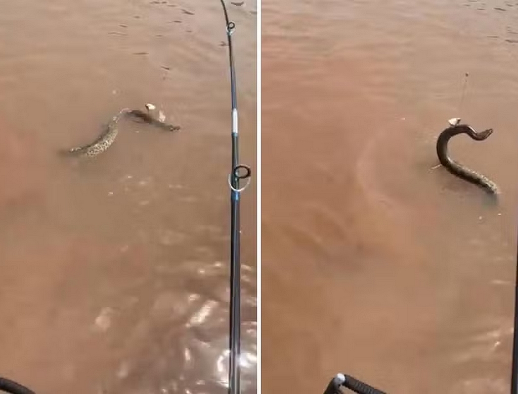 Cobra (foto Reprodução Redes Sociais)