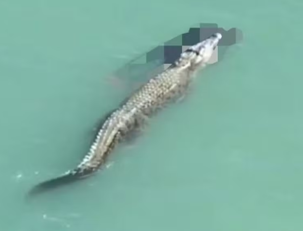 Crocodilo Faz 'giro Da Morte' E Mata Nadador (foto Reprodução Redes Sociais)