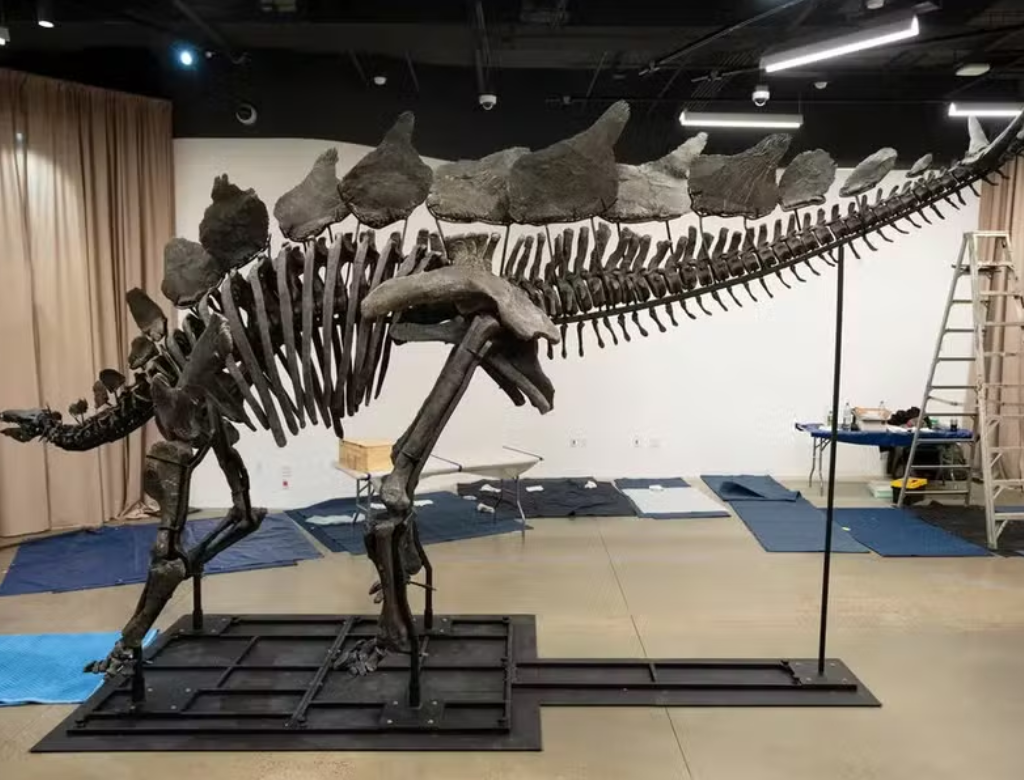 Homem arremata fóssil de dinossauro por quantia milionária (Foto Reprodução Redes Sociais)