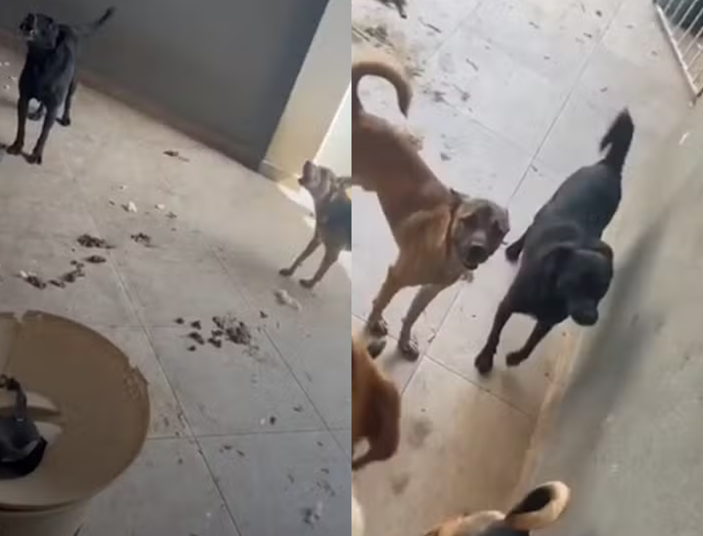 Polícia resgata cães vítimas de maus-tratos e suspeita de zoofilia (Foto Reprodução Redes Sociais)