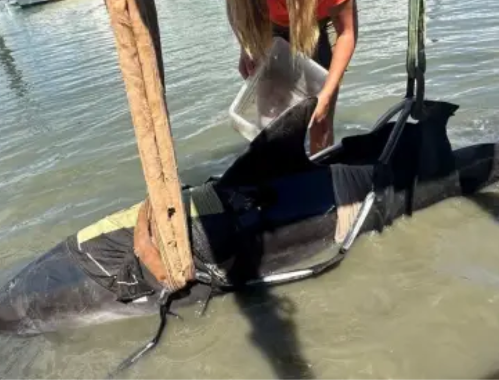 Golfinho de 400 kg salta para dentro de barco e assusta pescadores (Foto Reprodução Redes Sociais)
