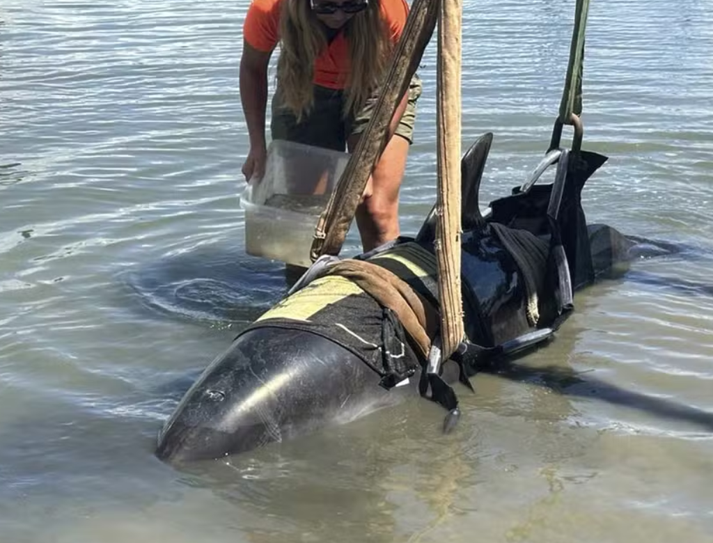 Golfinho de 400 kg salta para dentro de barco e assusta pescadores (Foto Reprodução Redes Sociais)