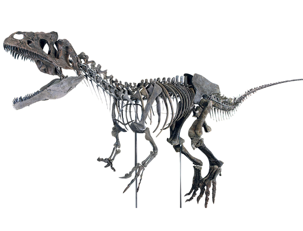 Homem Arremata Fóssil De Dinossauro Por Quantia Milionária (foto Reprodução Redes Sociais)