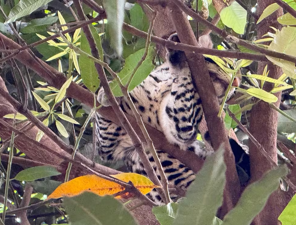 Jaguatirica (foto Reprodução Redes Sociais) 1