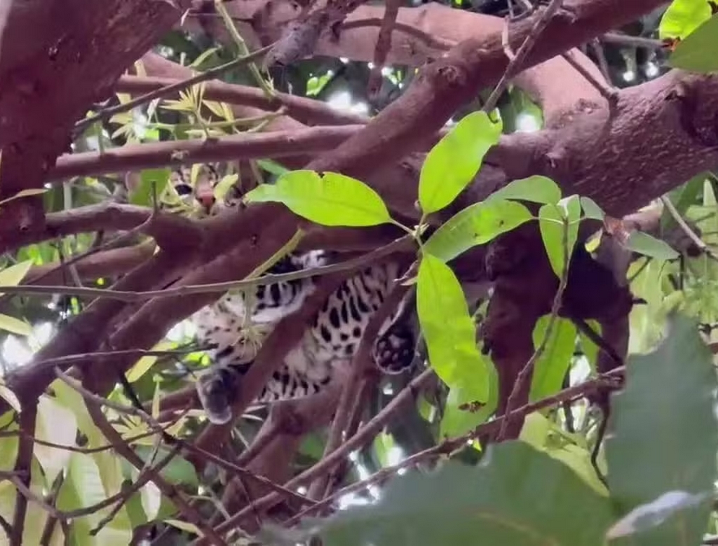 Jaguatirica (foto Reprodução Redes Sociais) 2