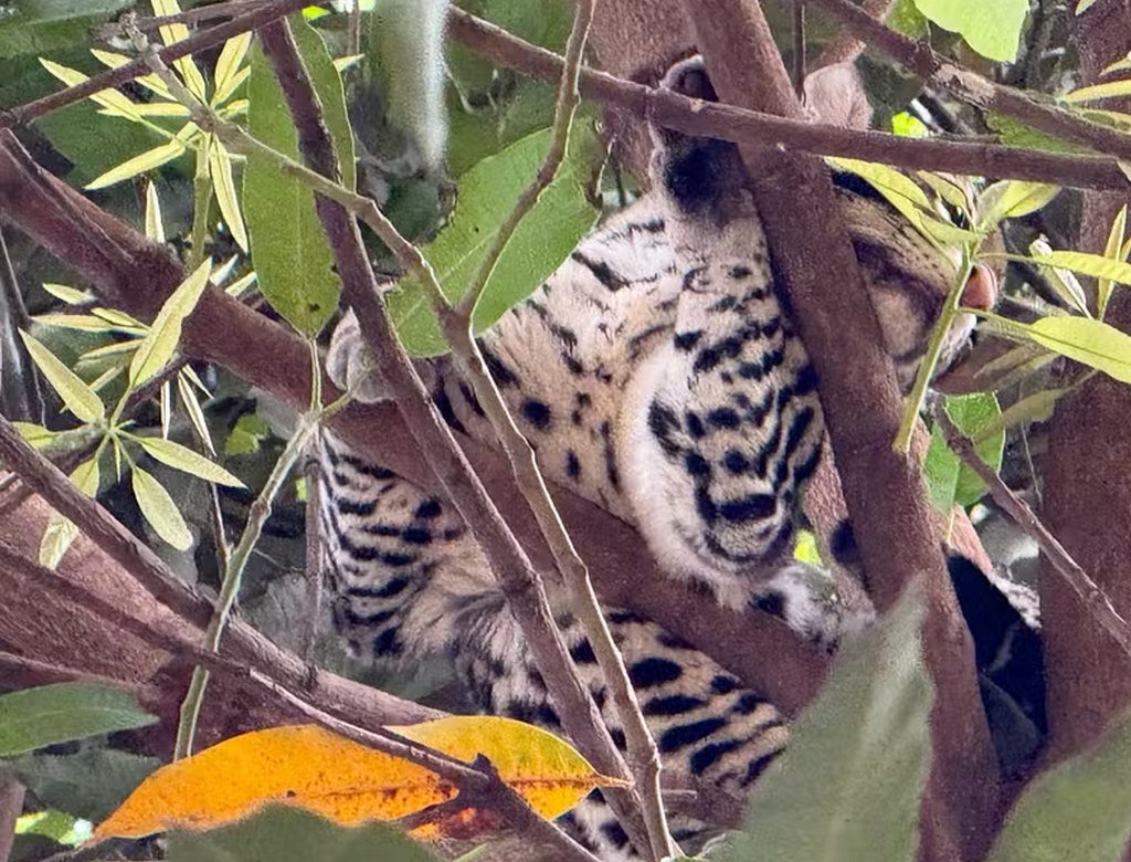 Jaguatirica (foto Reprodução Redes Sociais) 3