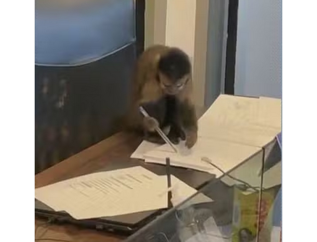 Macaco (foto Reprodução Redes Sociais) 1