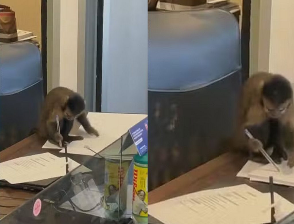 Macaco (foto Reprodução Redes Sociais)