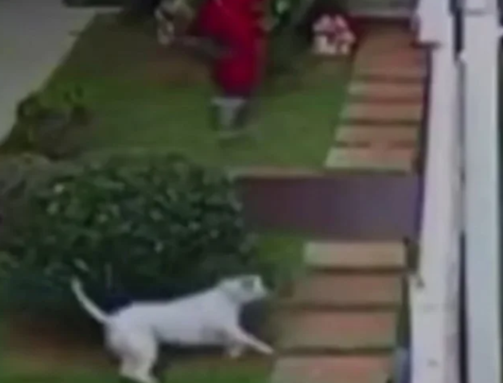 Pitbull Escapa E Ataca Mulher E Duas Crianças (foto Reprodução Redes Sociais)