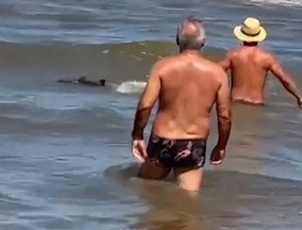 Tubarão (foto Reprodução Redes Sociais) 1