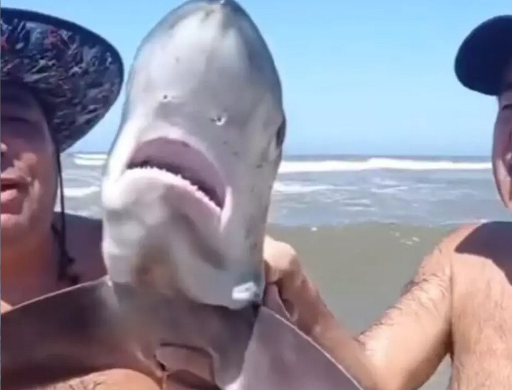 Tubarão (foto Reprodução Redes Sociais) 2