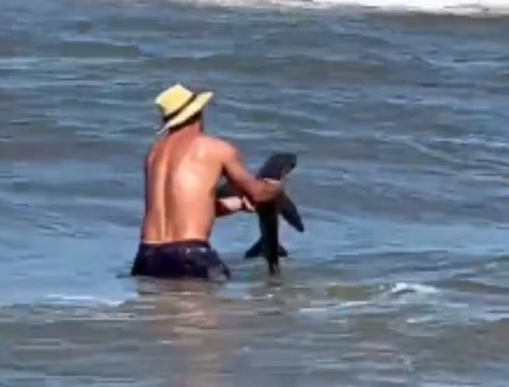 Tubarão (foto Reprodução Redes Sociais)