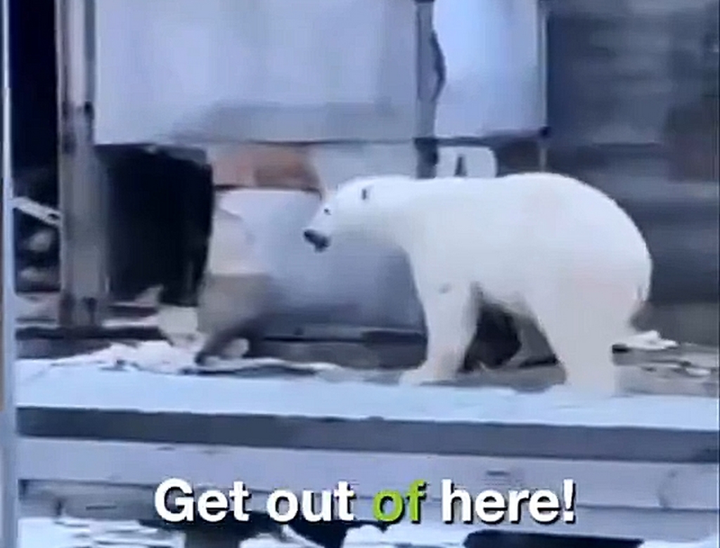 Urso (foto Reprodução Redes Sociais) 1