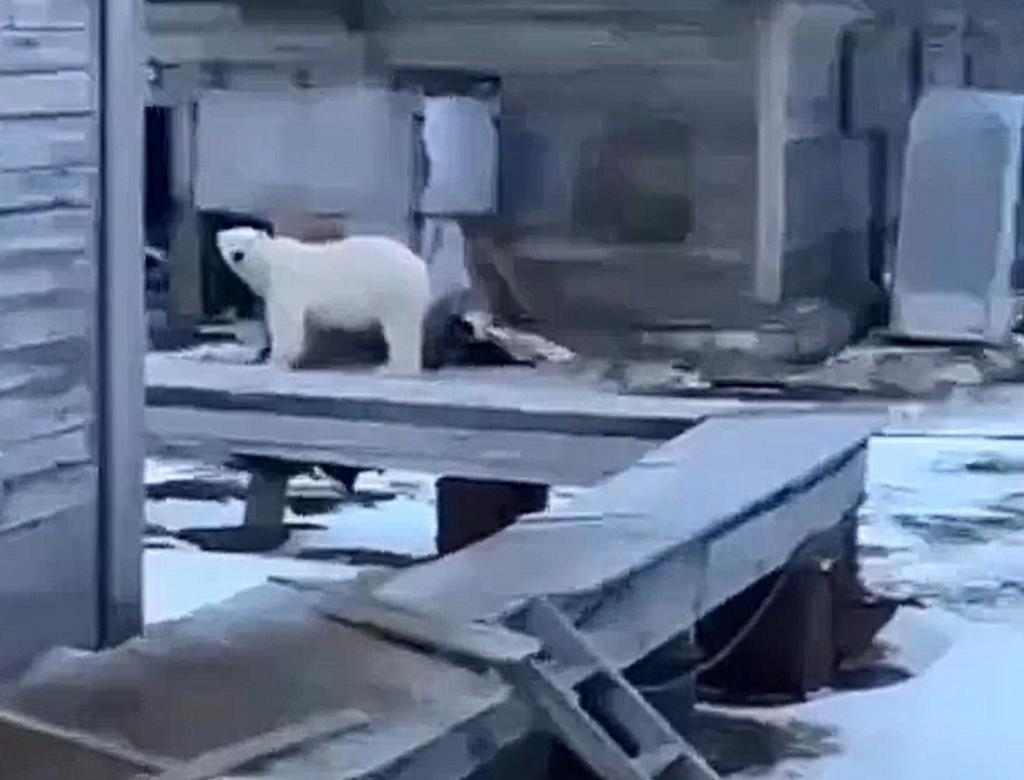 Urso (foto Reprodução Redes Sociais) 2