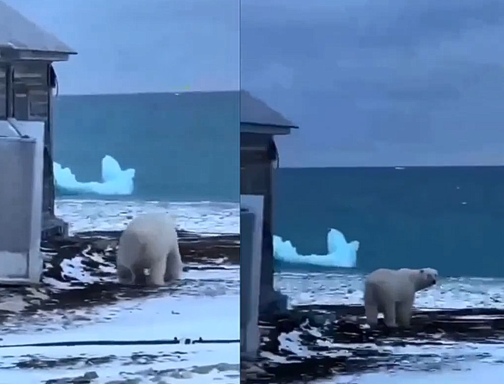 Urso (foto Reprodução Redes Sociais)