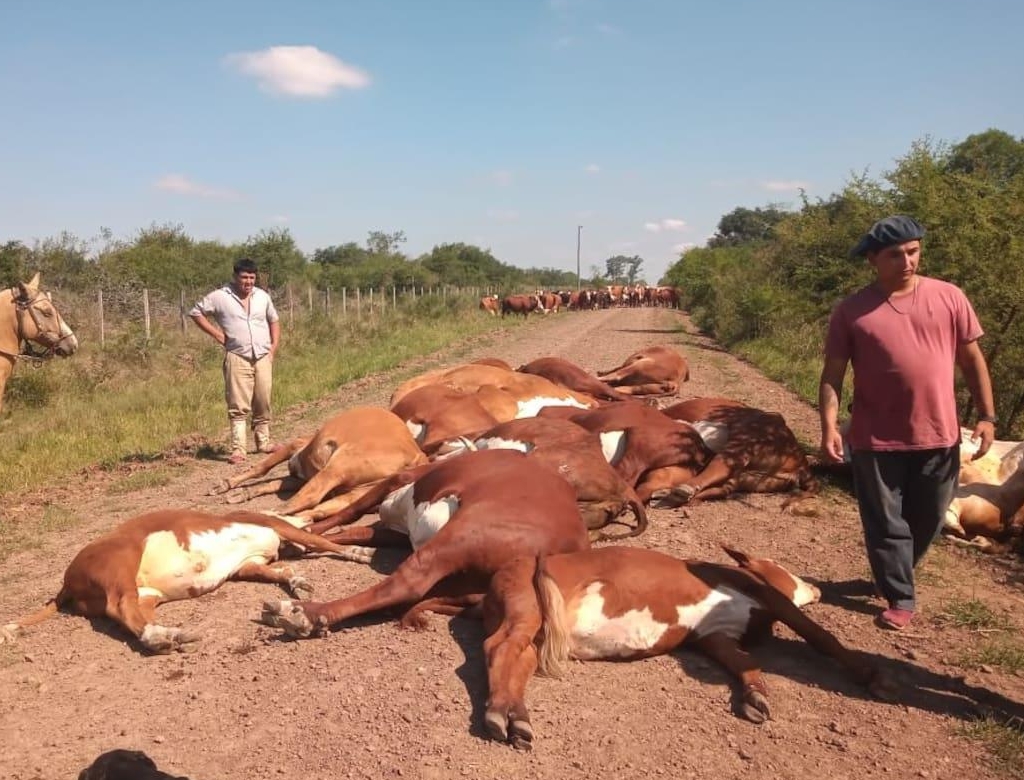 Vacas (foto Reprodução Redes Sociais) 1