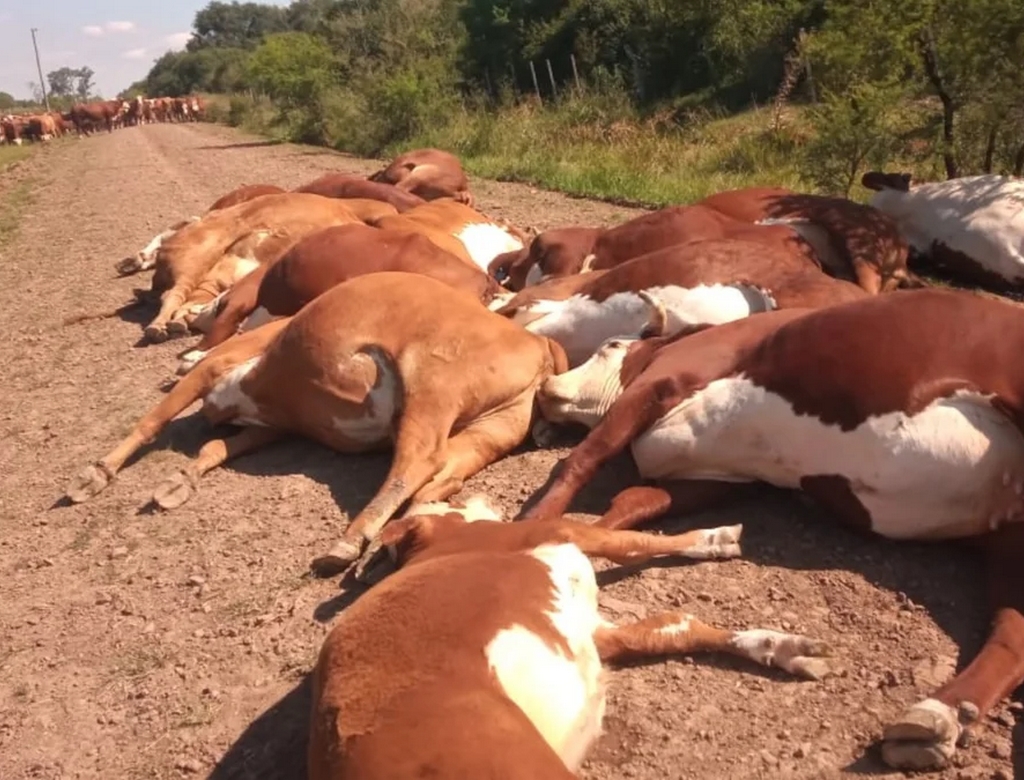Vacas (foto Reprodução Redes Sociais) 2