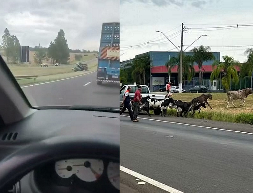 Bois (foto Reprodução Redes Sociais) 2