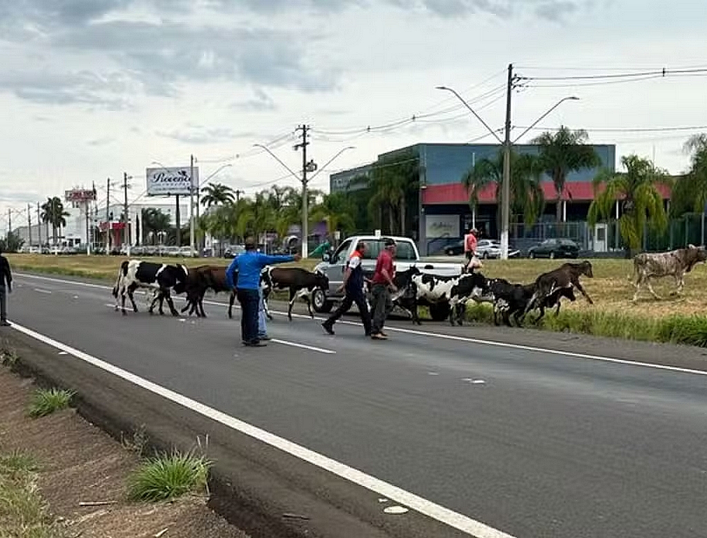 Bois (foto Reprodução Redes Sociais)