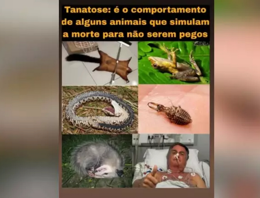 Bolsonaro (foto Reprodução Redes Sociais)